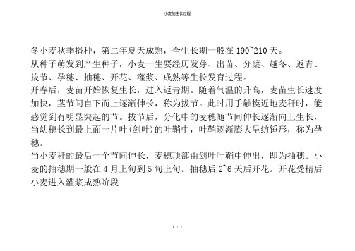 小麦的生长过程