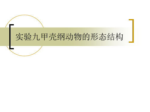 实验9甲壳纲的解剖