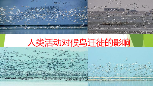 鸟的迁徙及人类对其影响ppt课件