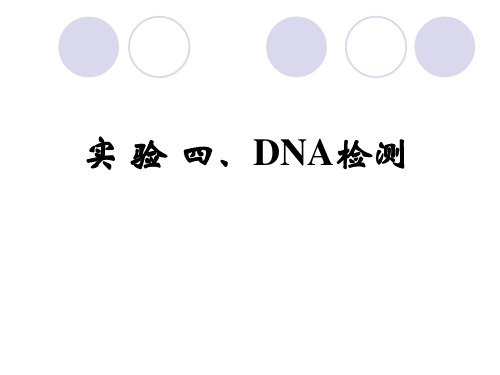 实验4 DNA浓度纯度的检测和电泳检测