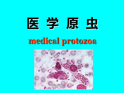 2 原虫及阿米巴