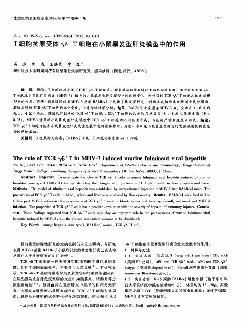 T细胞抗原受体γδ +T细胞在小鼠暴发型肝炎模型中的作用