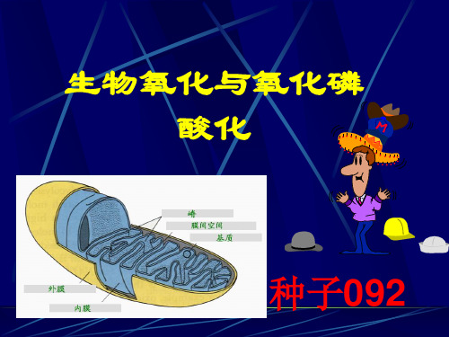 种子092 呼吸链