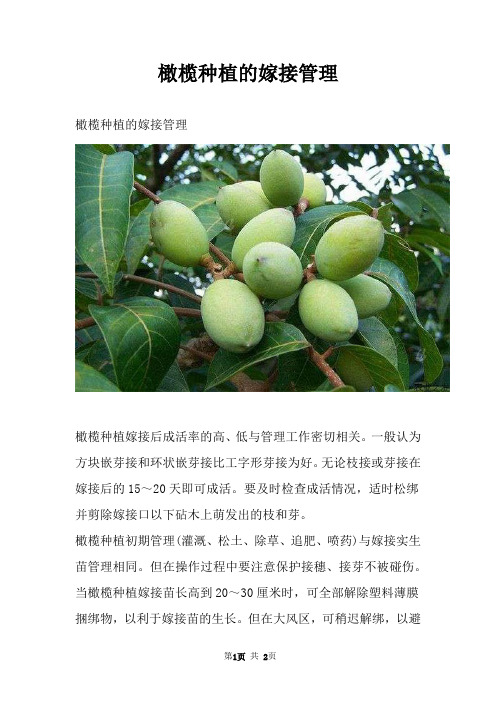 橄榄种植的嫁接管理