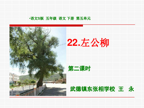 语文S版五年级下课件左公柳课件