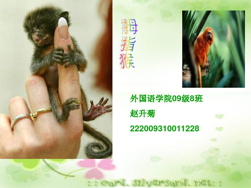 狨猴