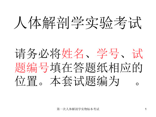 第一次人体解剖学实物标本考试 PPT