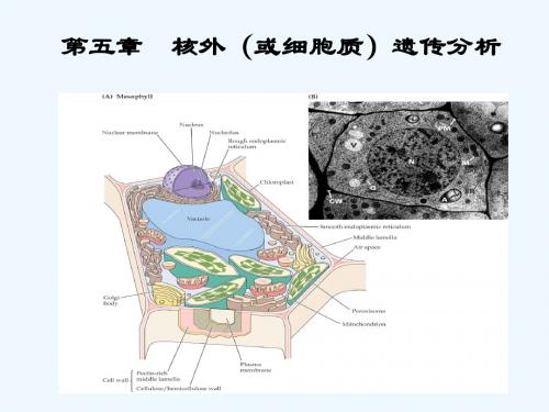 遗传学第六章 核外遗传分析