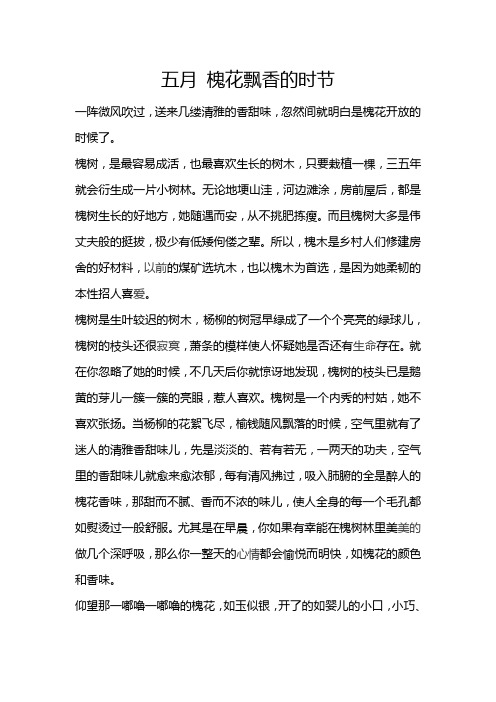 五月,槐花飘香