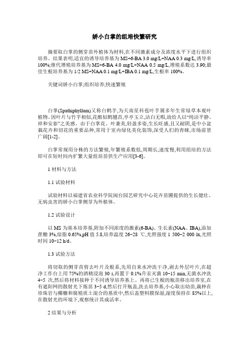 娇小白掌的组培快繁研究
