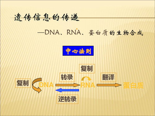 DNA复制、转录、翻译