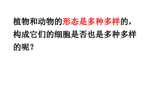 科学课件《用显微镜观察身边的生命世界(二)》精品PPT课件4