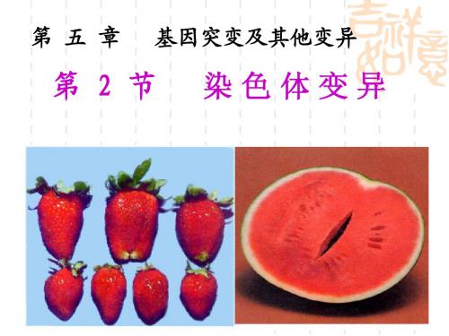 人教版教学课件第二节 染色体变异