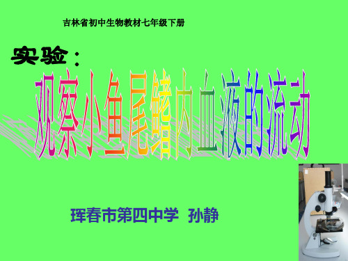 观察小鱼尾鳍内血液的流动解析