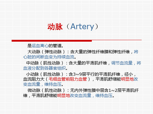动脉(Artery)
