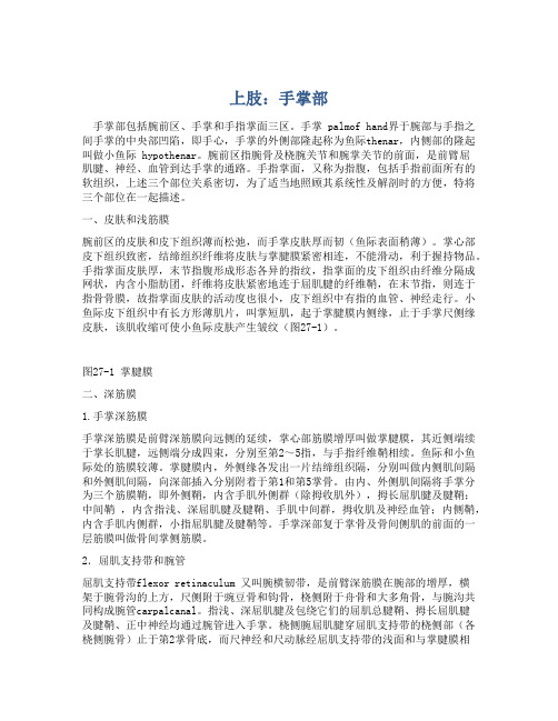 上肢：手掌部