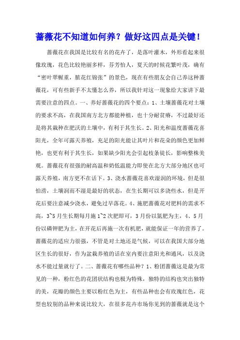 蔷薇花不知道如何养？做好这四点是关键!