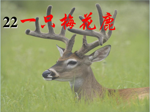 22、一只梅花鹿PPT课件