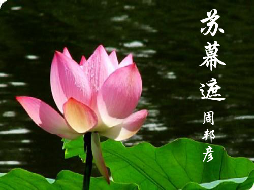 《苏幕遮》(周邦彦)