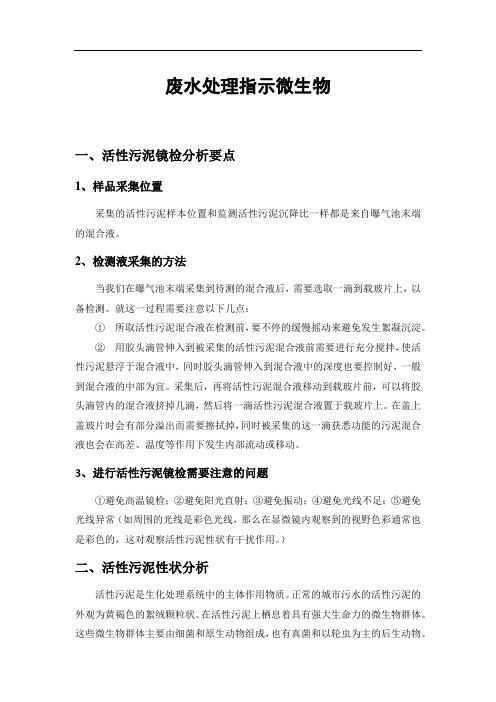 废水处理指示微生物