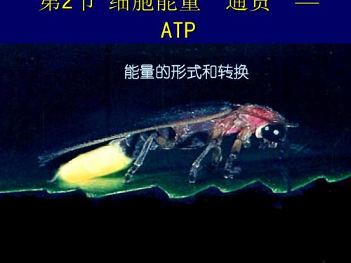 细胞的能量“通货”──ATP