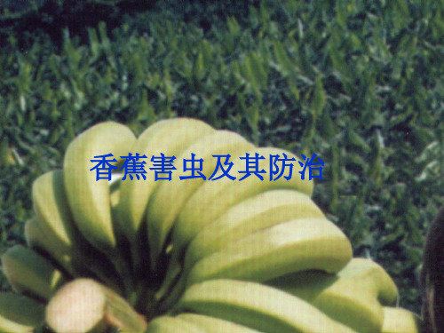 蕉农常见的香蕉害虫及其防治措施ppt课件