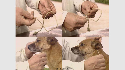 犬猫的保定方法图解PPT课件