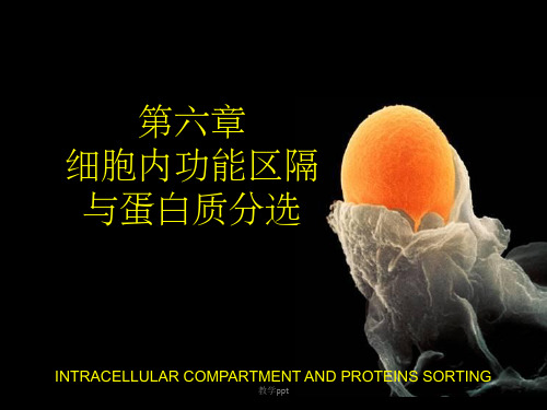 生物细胞第六章内膜系统
