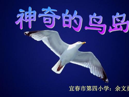 神奇的鸟岛