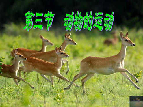 初中七年级生物上册223动物的运动名师优质课件济南版