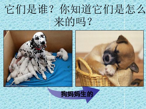 《植物新生命的开始》新编PPT课件