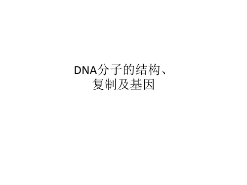 DNA分子的结构、复制及基因
