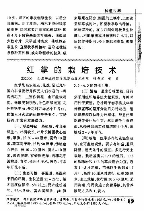 红掌的栽培技术 (2)