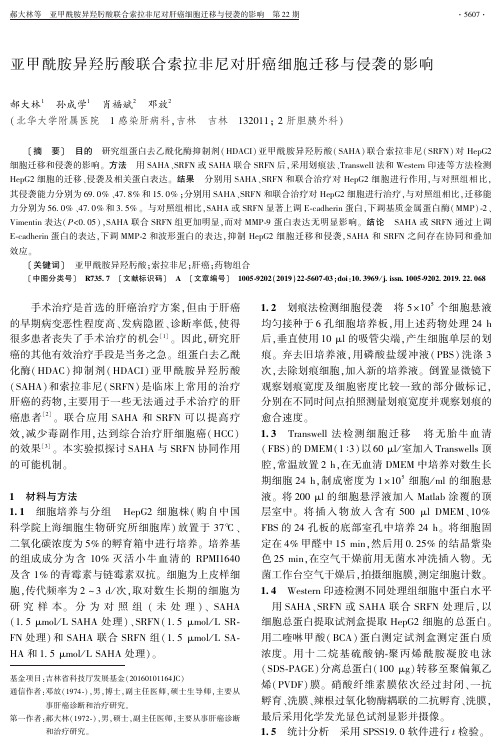 亚甲酰胺异羟肟酸联合索拉非尼对肝癌细胞迁移与侵袭的影响