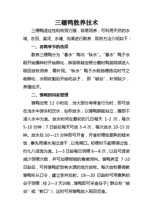 三穗鸭散养技术