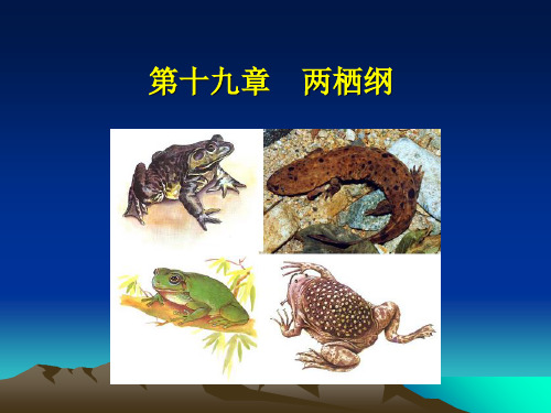 第十九两栖纲-PPT精选.ppt