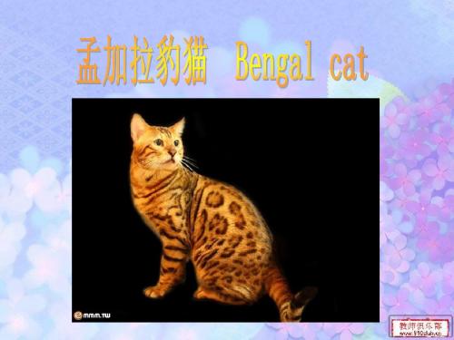 孟加拉豹猫