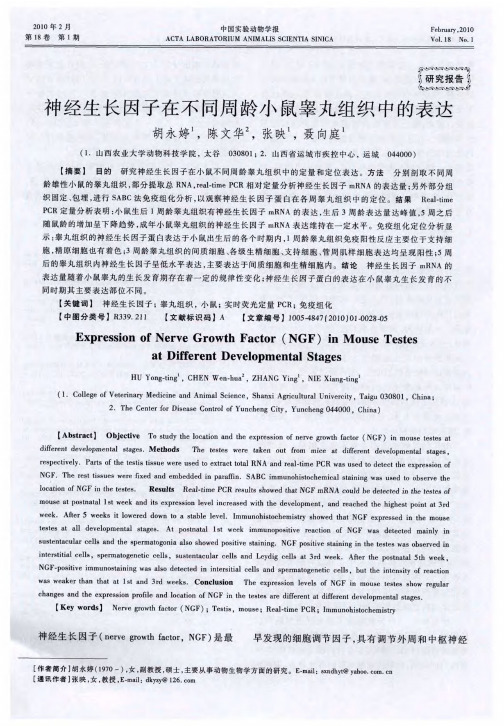 神经生长因子在不同周龄小鼠睾丸组织中的表达