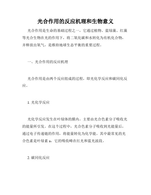 光合作用的反应机理和生物意义