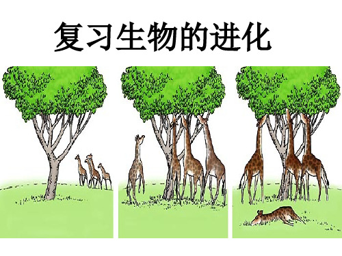 生物的进化复习课件