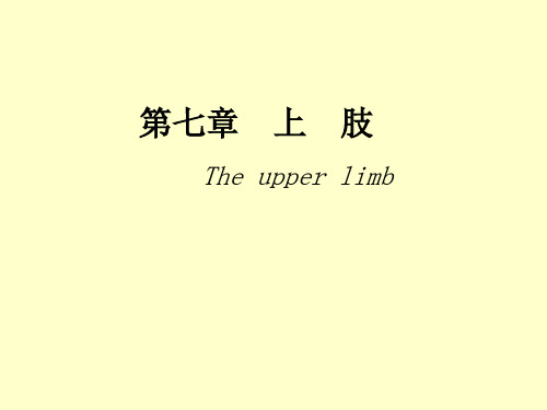 --医学PPT课件上肢的肌肉神经与血管解剖