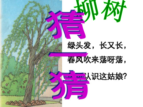 人教版小学语文二年级上册课件-15小柳树和小枣树ppt课件3