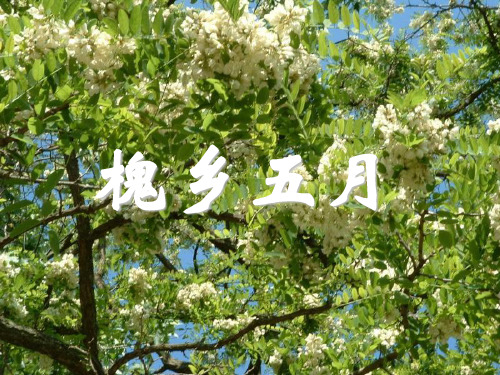 槐乡五月 教学课件