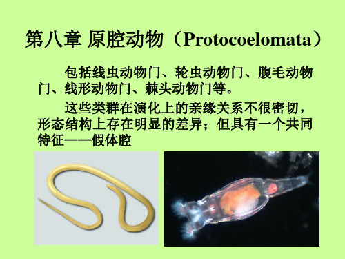 假体腔动物