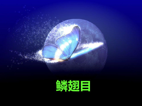 鳞翅目