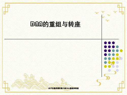 分子生物学课件第六章DNA重组和转座