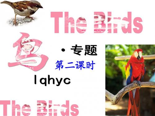 鸟专题  第二课时