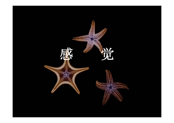 【南京大学心理学】第三章  感觉—具体感觉