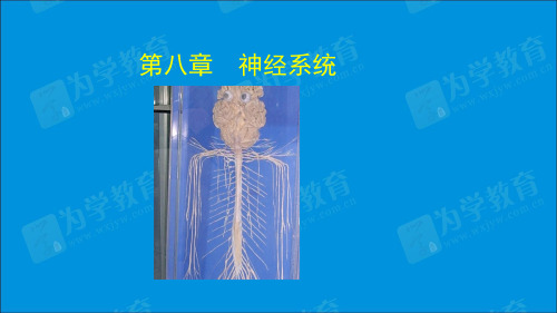 临床执业医师-神经系统PPT课件