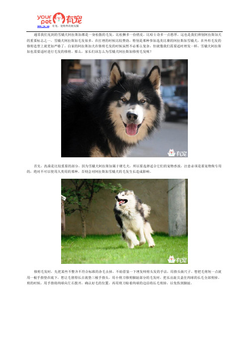 雪橇犬阿拉斯加毛发修剪有妙招